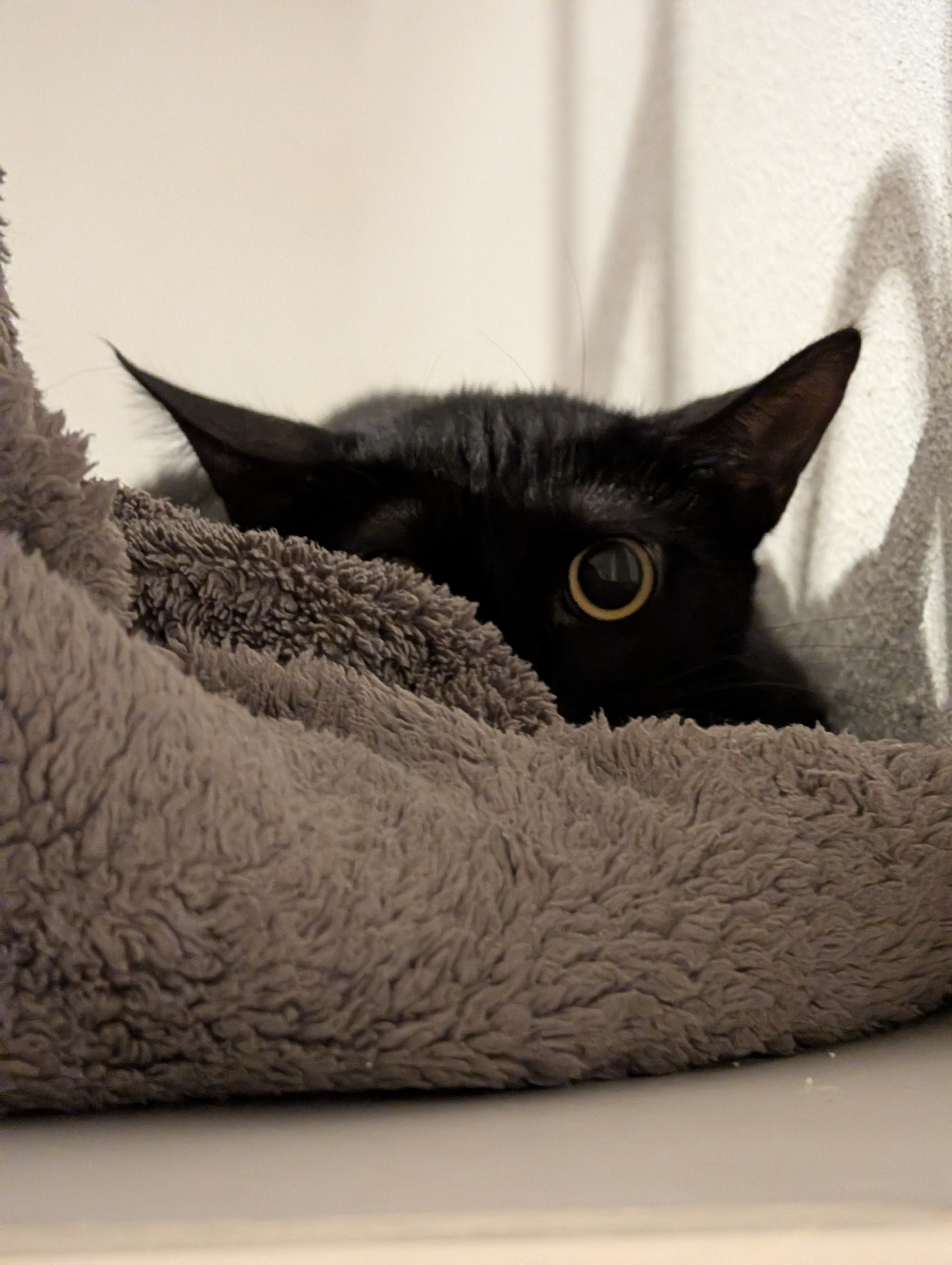 Mimi — a Domestic Shorthair Cat