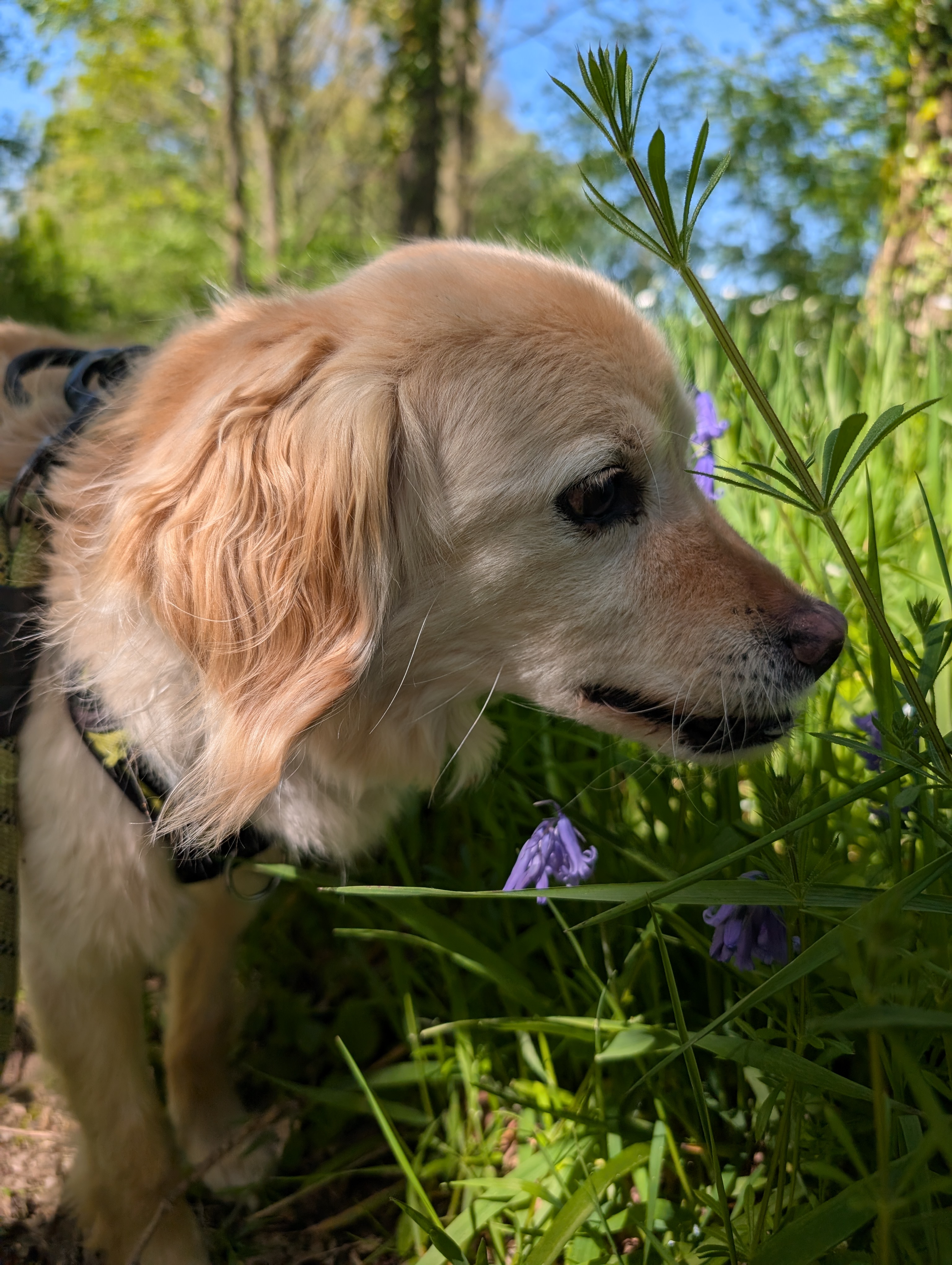 Buddy — a 6 years Golden Lab Mix Dog