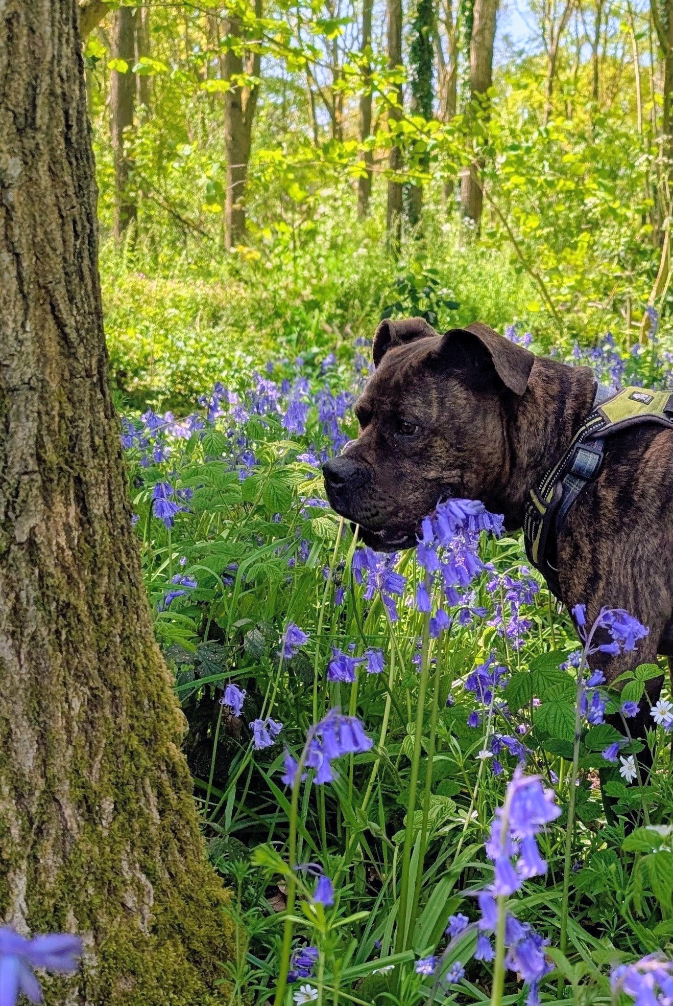 Trixie — a 4 years Boxer Mix Dog