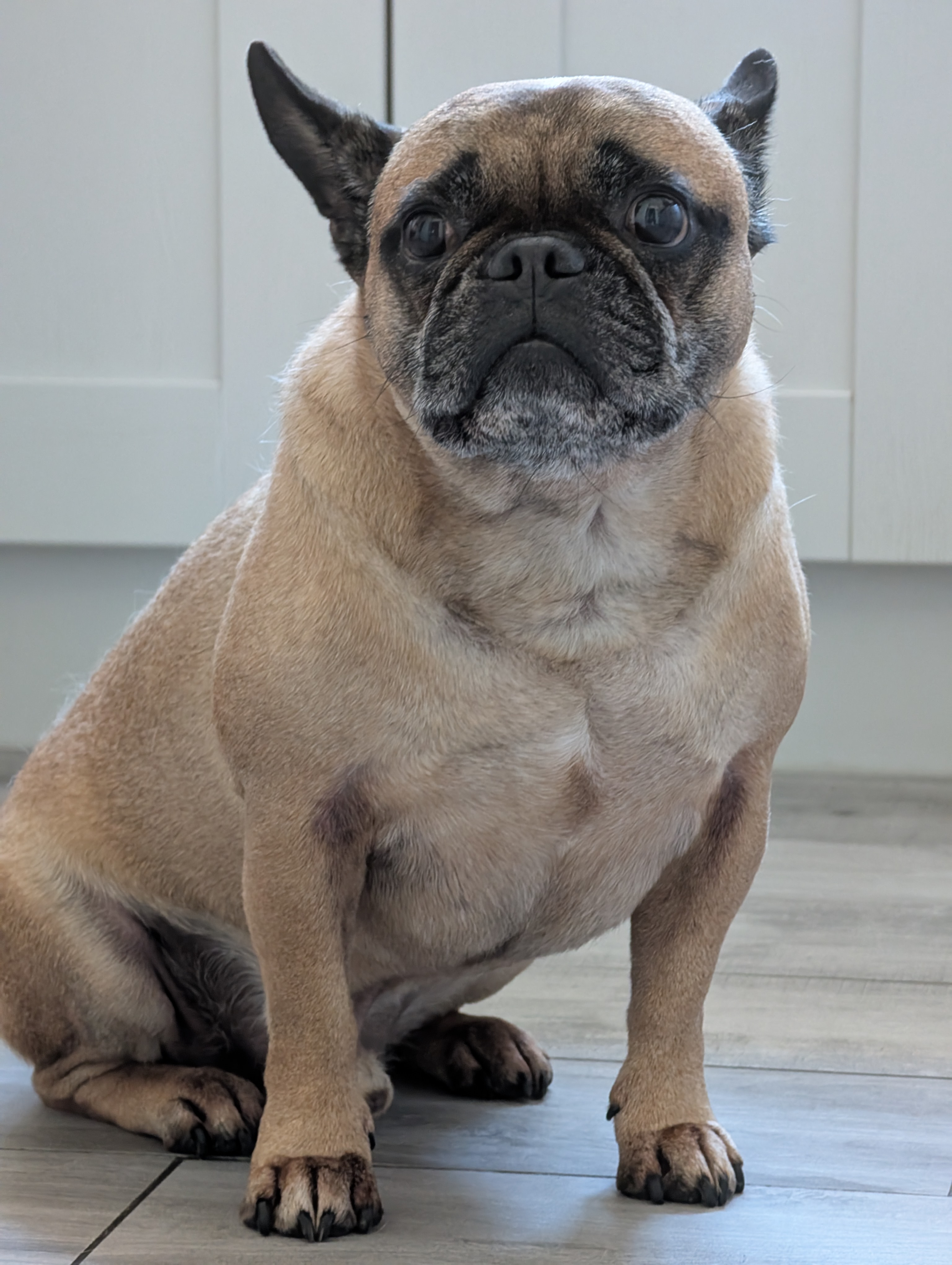 Bertie — a French Bulldog Pug Mix Dog