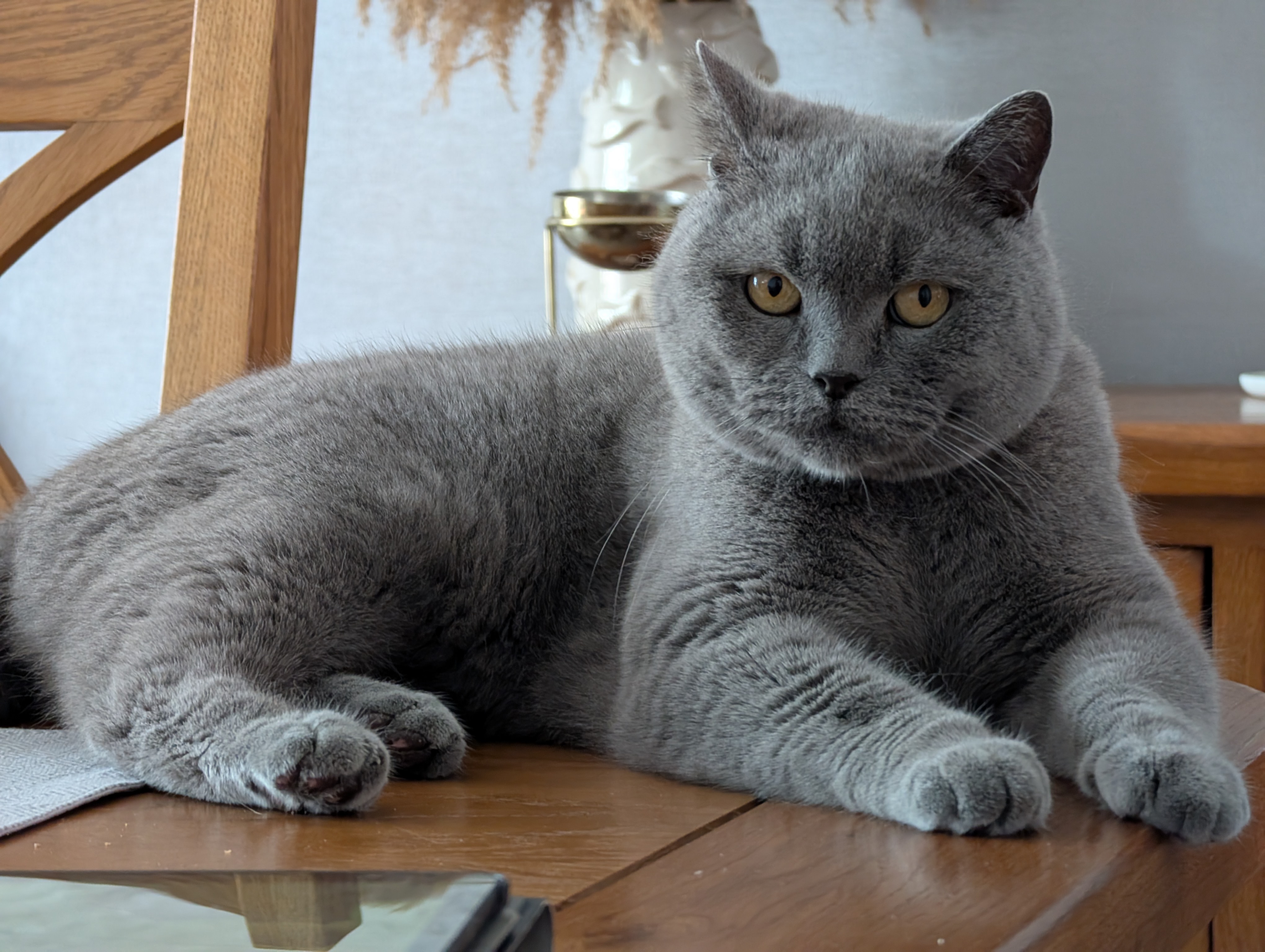 Huxley — a Domestic Shorthair Cat