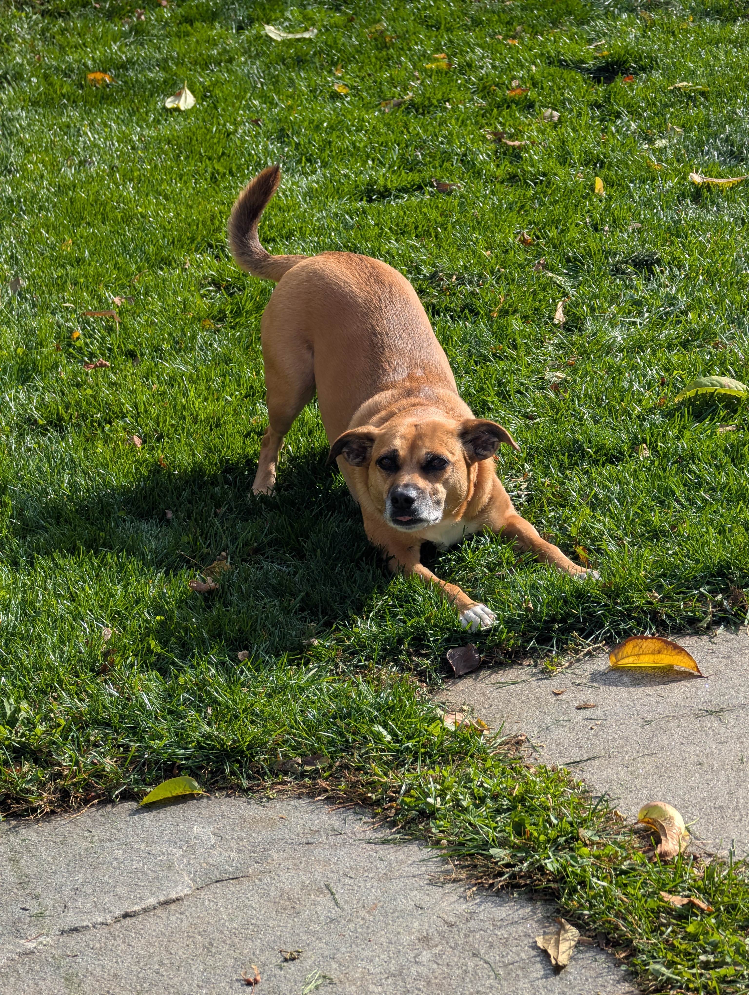 June — a 7 years (at time of sit) Chihuahua Mix Dog