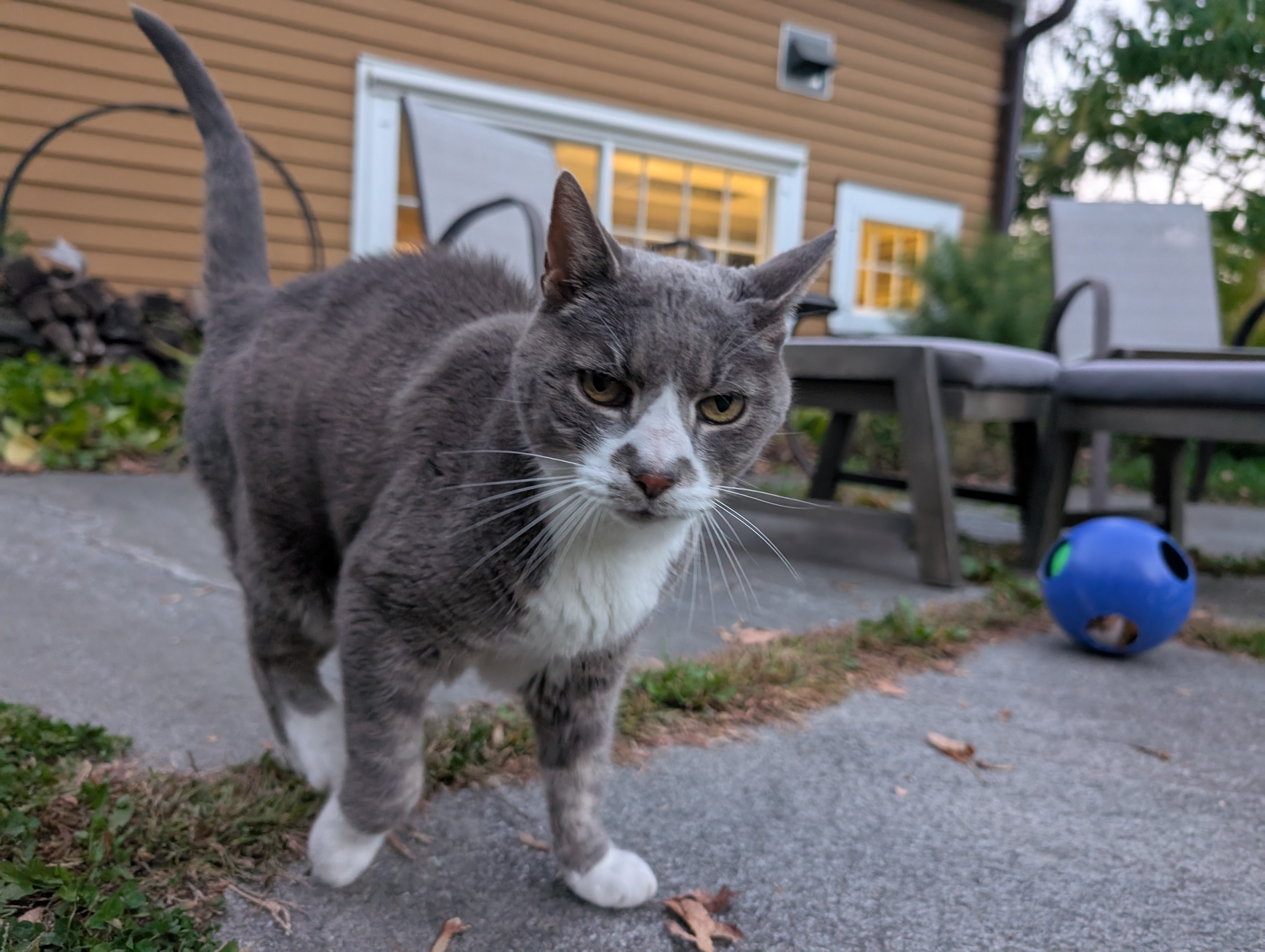 Mr. Stone — a Unknown (at time of sit) Barn Cat (Domestic Shorthair) Cat