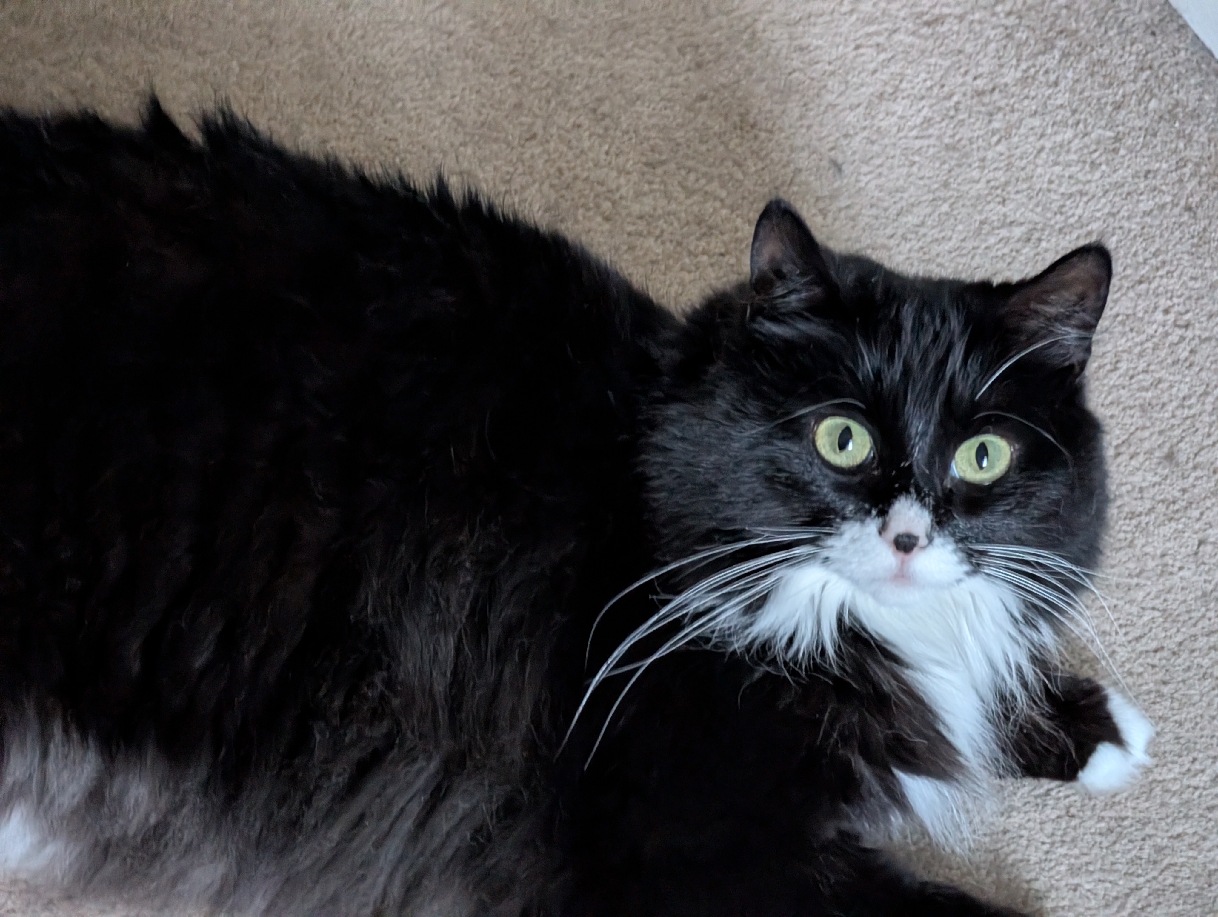 This might be one of the wittiest names for a cat we've come across.