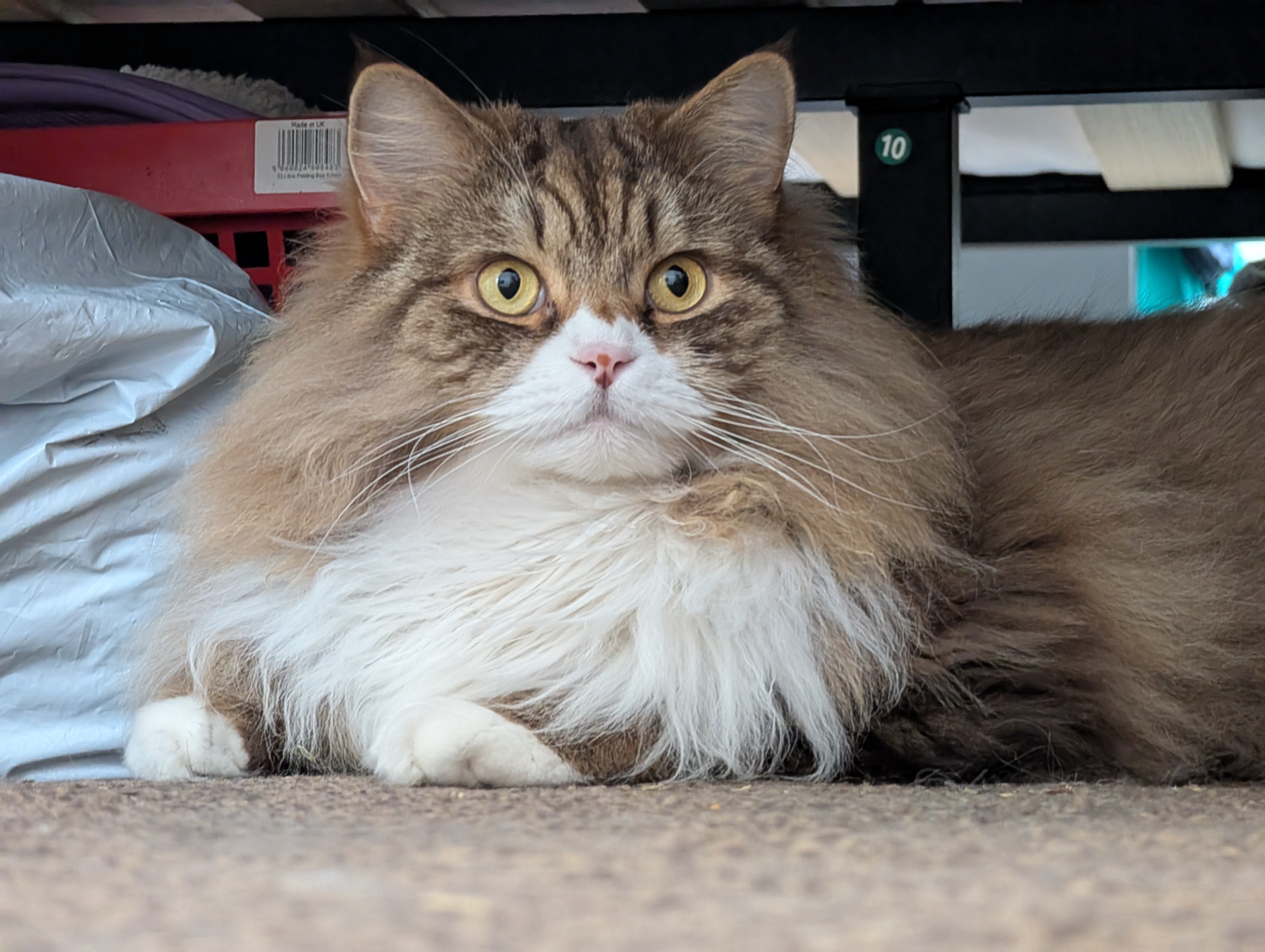 Nugget — a Domestic Longhair Cat