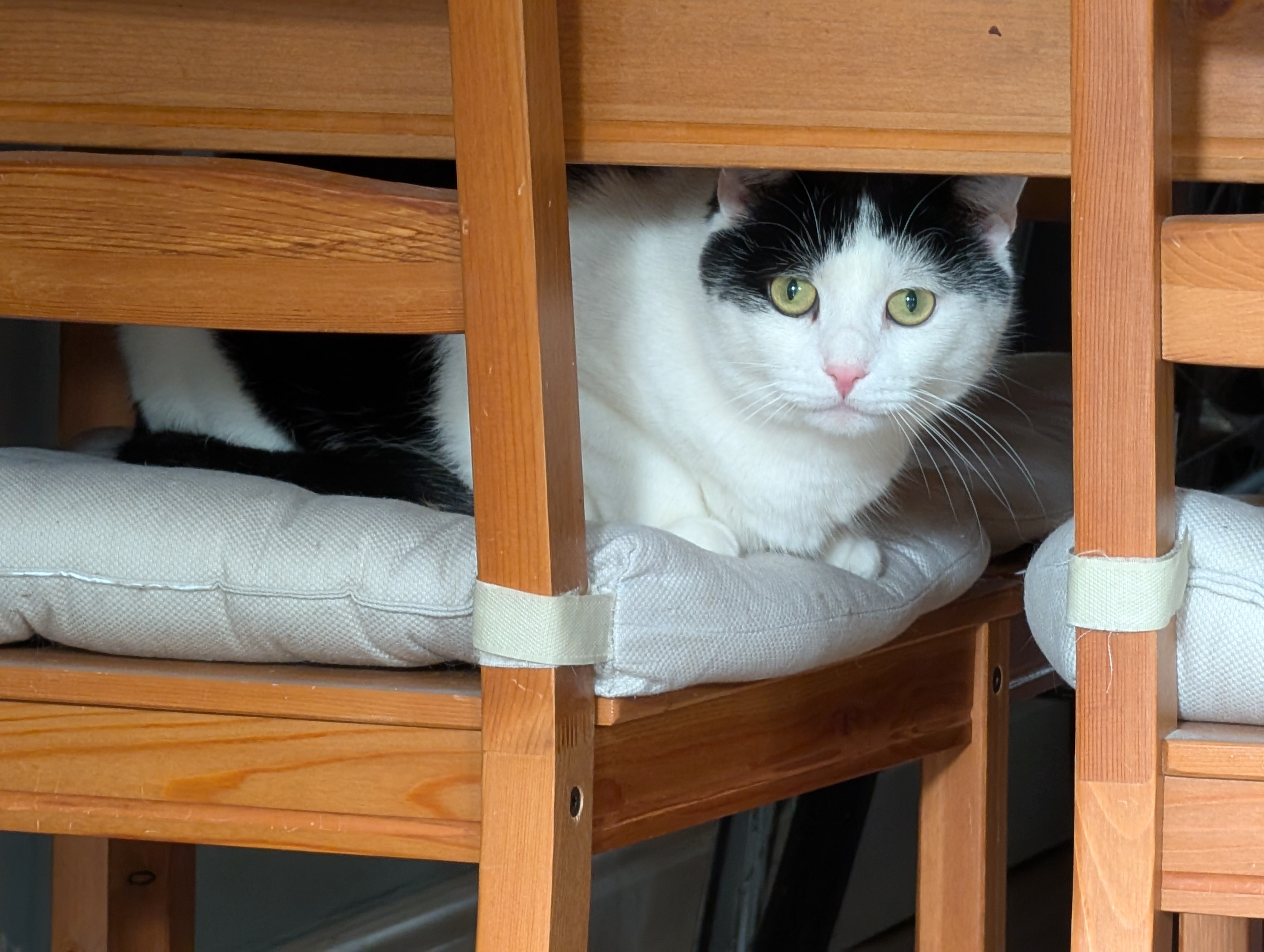 Twinkle — a Domestic Longhair Cat