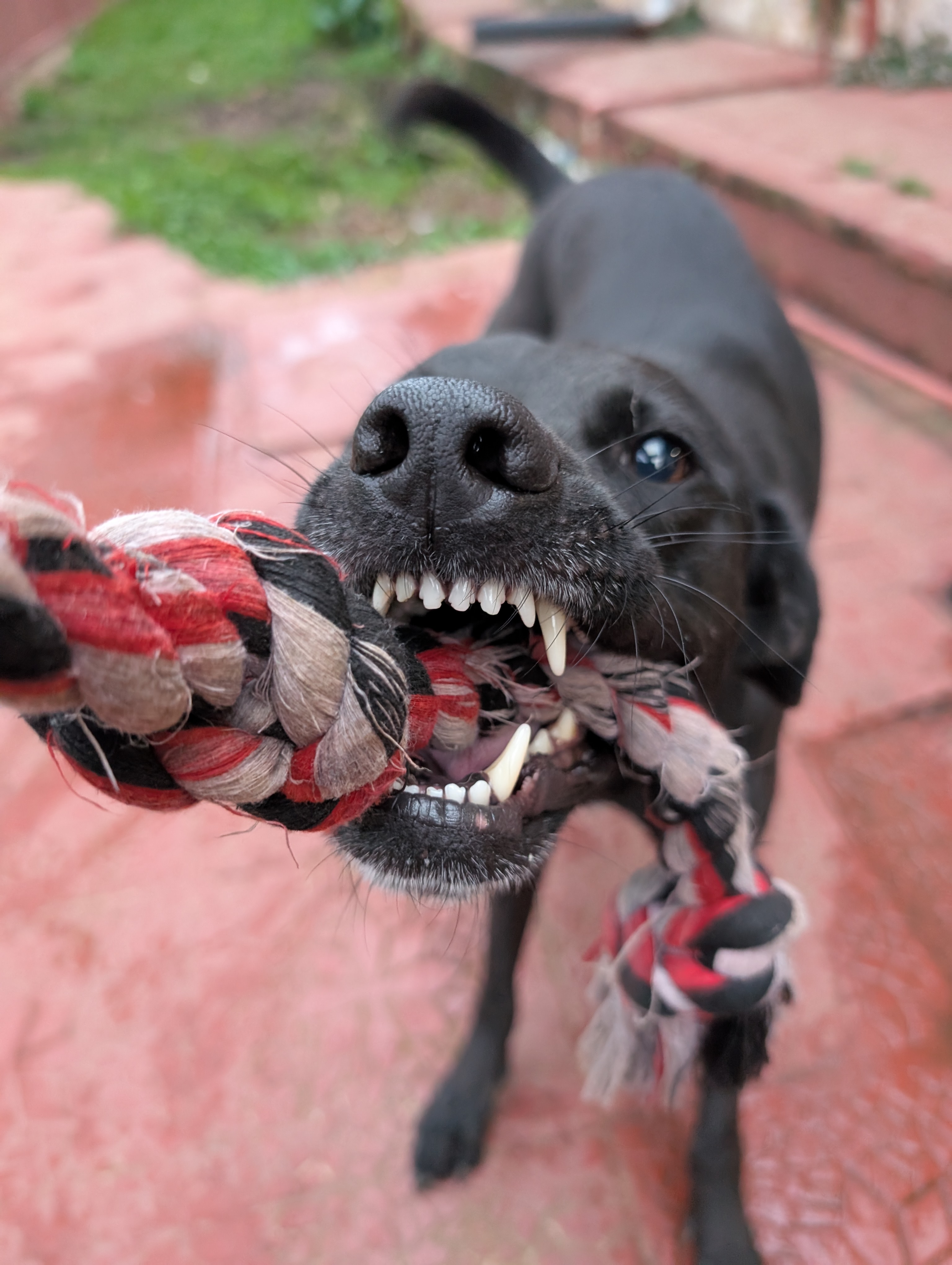Mora — a Adult Mutt - Black Lab Dog