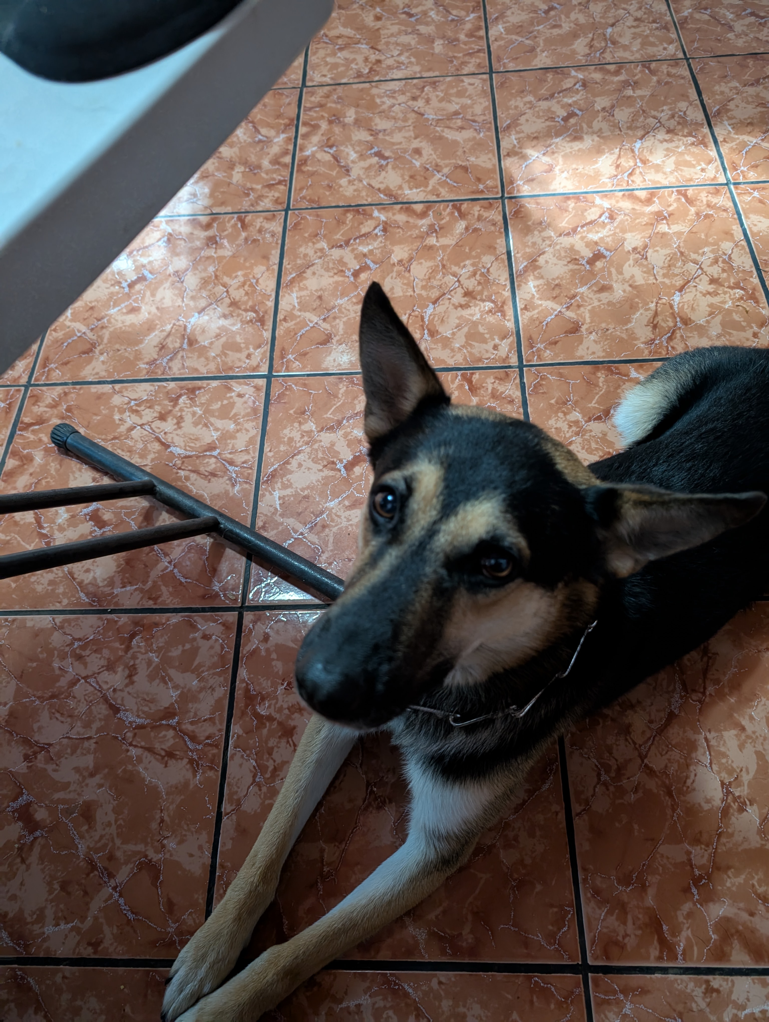 Wolfe — a Mutt - German Shepherd Mix Dog