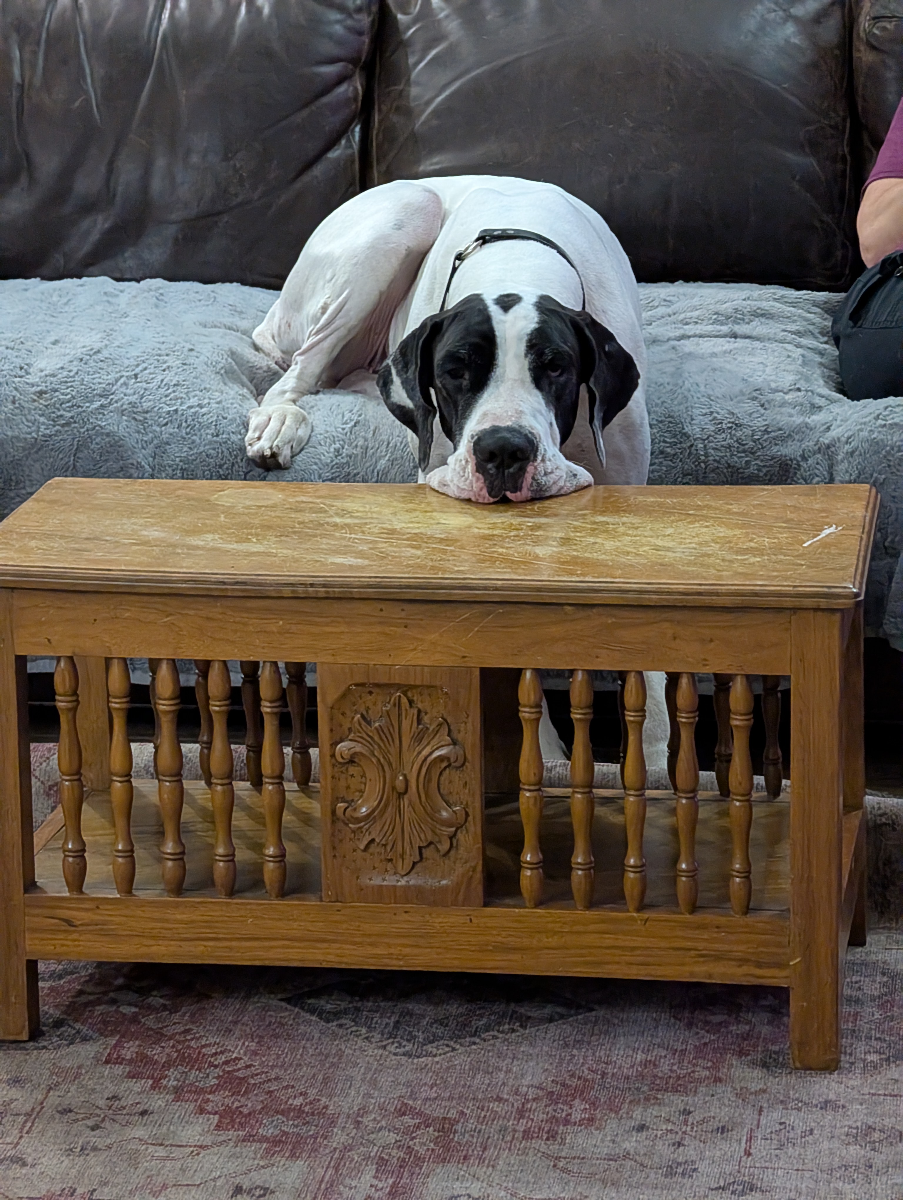 It seems to be a universal truth that Great Danes are unaware of how large they are. Hilarity ensues.