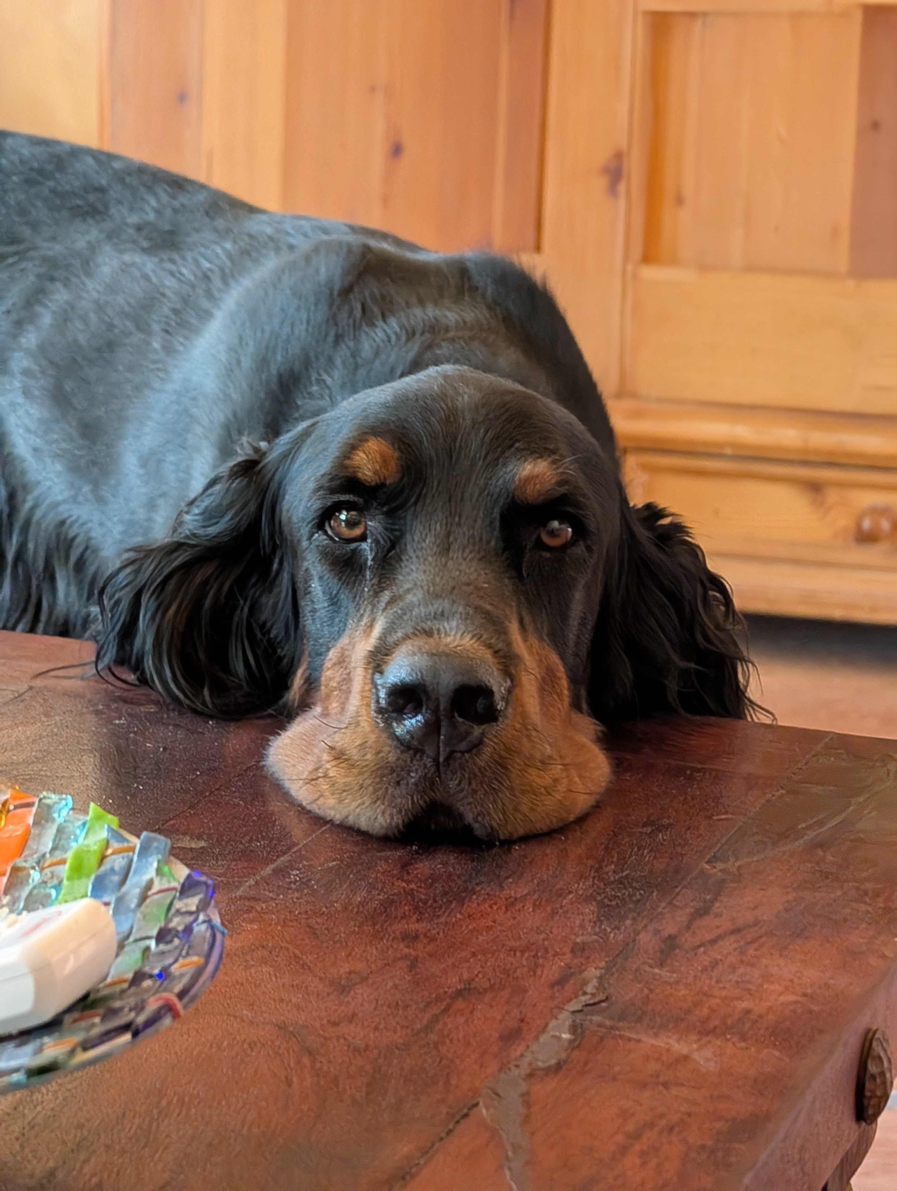 A big goofy puppy. He managed to learn how to open doors!