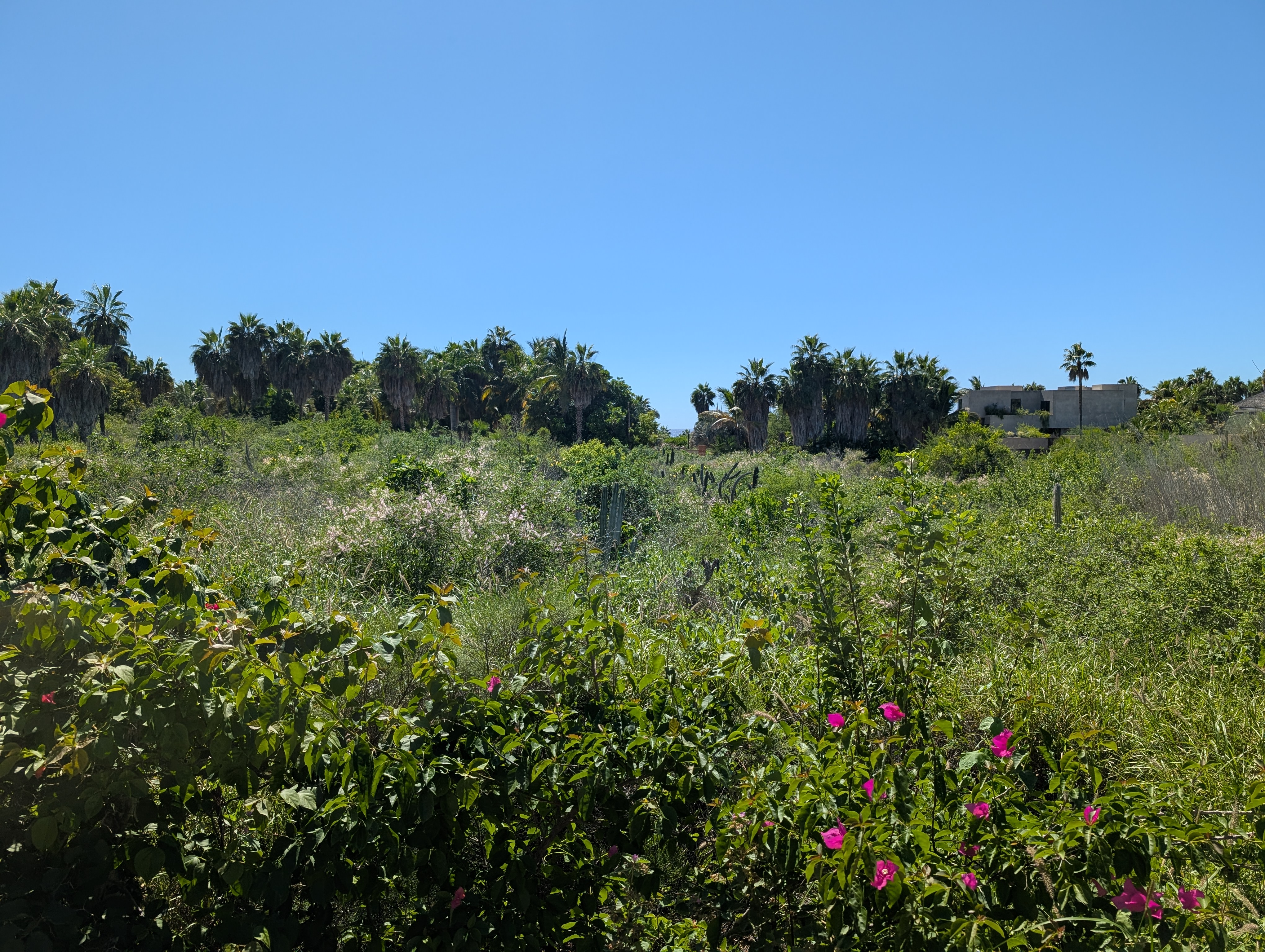 Todos Santos, Baja California Sur, later in the sit